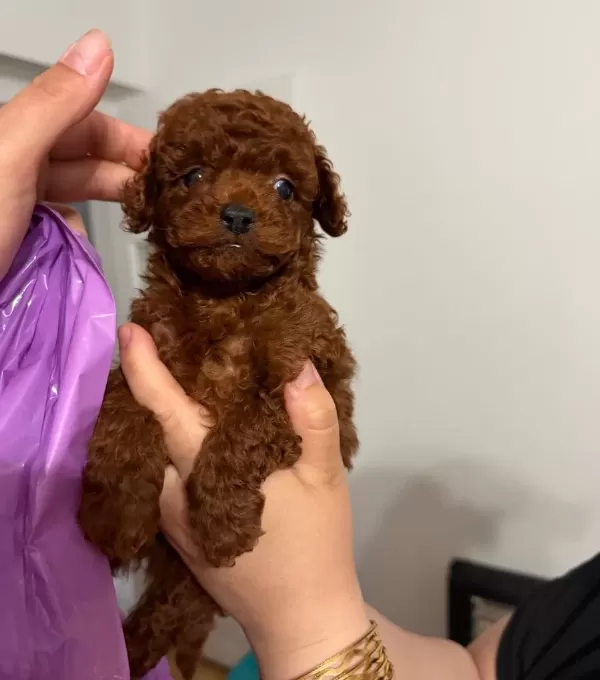 Kore Toy Poodle Bebekler