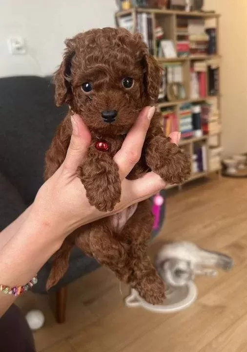 Kore Toy Poodle Bebekler