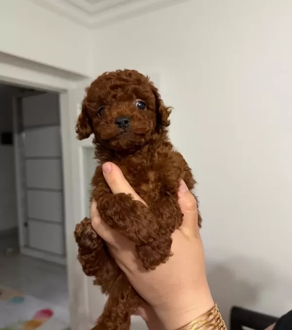 Kore Toy Poodle Bebekler