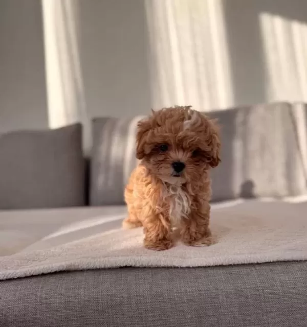 Irkının En Kaliteli Yavrusu Ev Dogumlu Teacup Boy Bebegim