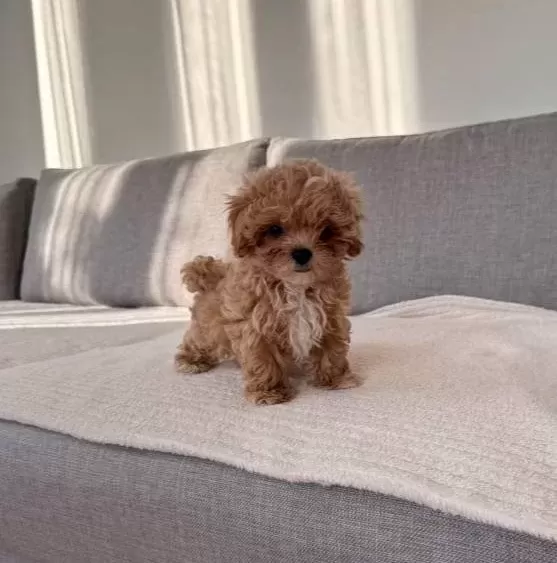 Irkının En Kaliteli Yavrusu Ev Dogumlu Teacup Boy Bebegim