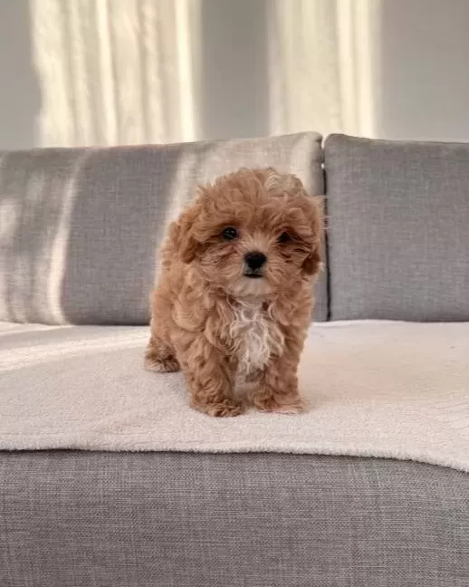 Irkının En Kaliteli Yavrusu Ev Dogumlu Teacup Boy Bebegim