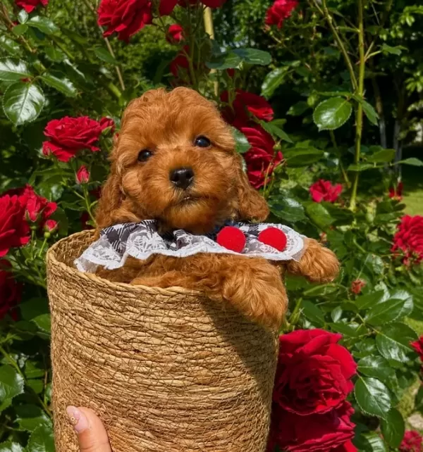 Ev Dogumu Toy Poodle Yavrular