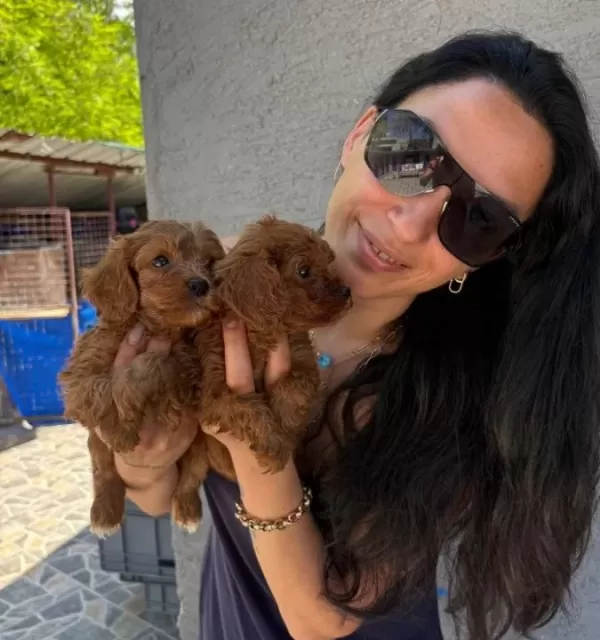 Maltipoo Yavrularım Saglık Ve Irk Garantilidir