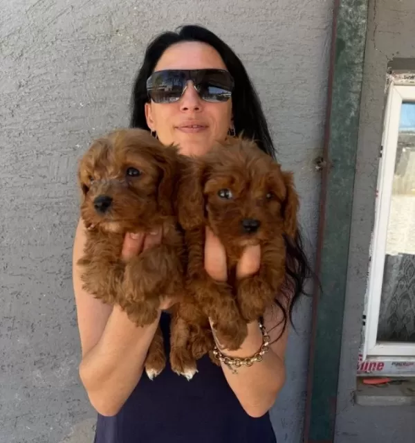 Maltipoo Yavrularım Saglık Ve Irk Garantilidir