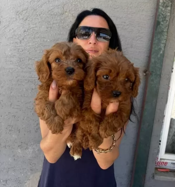 Maltipoo Yavrularım Saglık Ve Irk Garantilidir
