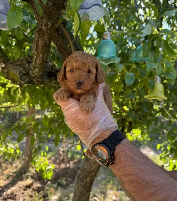 Kore Tea Cup Toy Poodle Bebeklerimiz