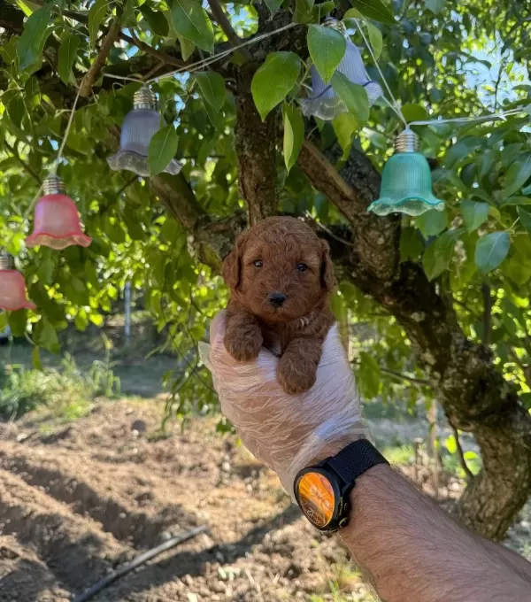 Kore Tea Cup Toy Poodle Bebeklerimiz