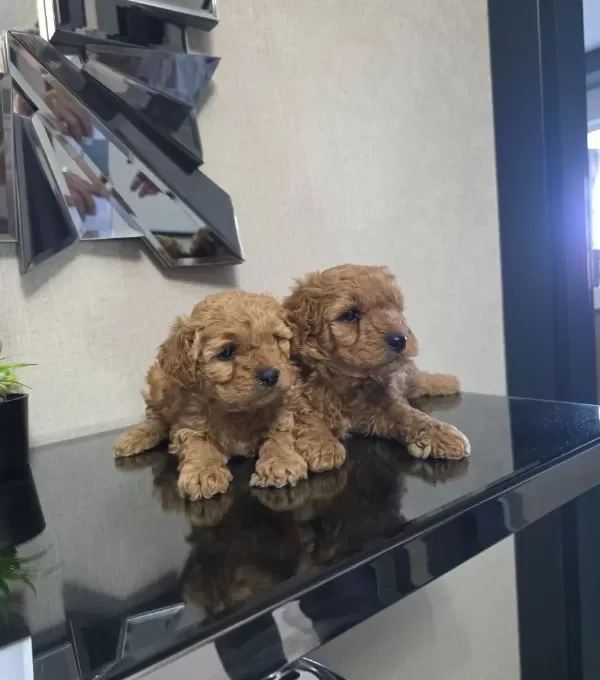 Tuvalet Egitimli Poodle Minnaklarım