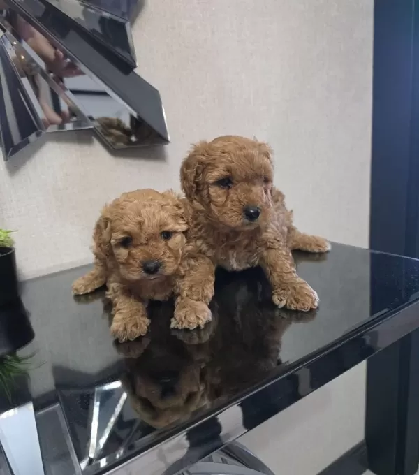 Tuvalet Egitimli Poodle Minnaklarım