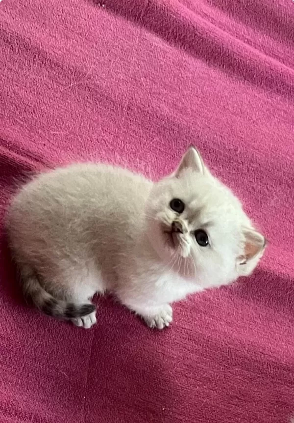Masmavi Orijinal British Shorthair Bebekler