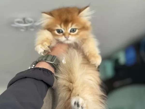 Golden Longhair British Yavrumuzu Canlı Görün