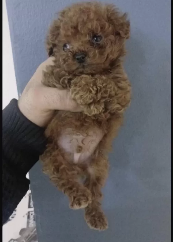 Toy Poodle Köpeğimiz