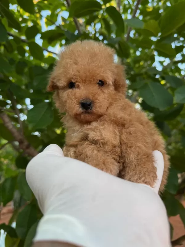 Toy Poodle Bebekleri