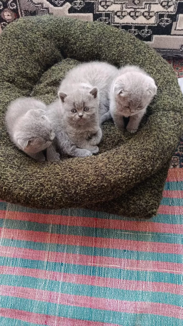 Scottish Fold Ve British Shorthair Blue Yavrular