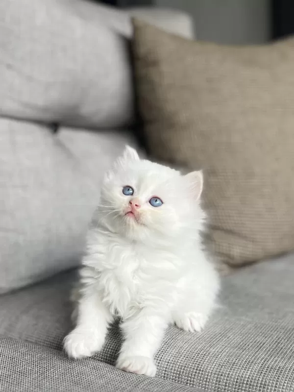 Bebek Yüz British Longhair Yavrularim