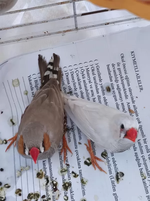 Erkek Dişi Yada Eş Bülbüller