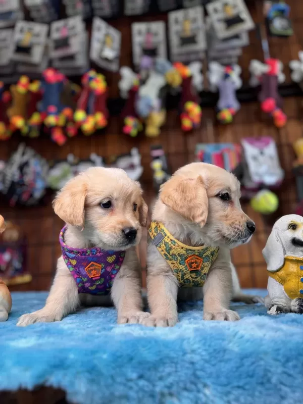 Her Eve Uygun Golden Retriever Bebekler