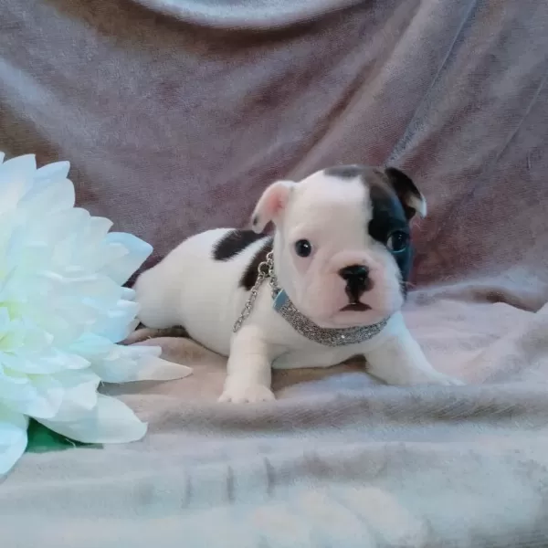 French Bulldog Yavrulari