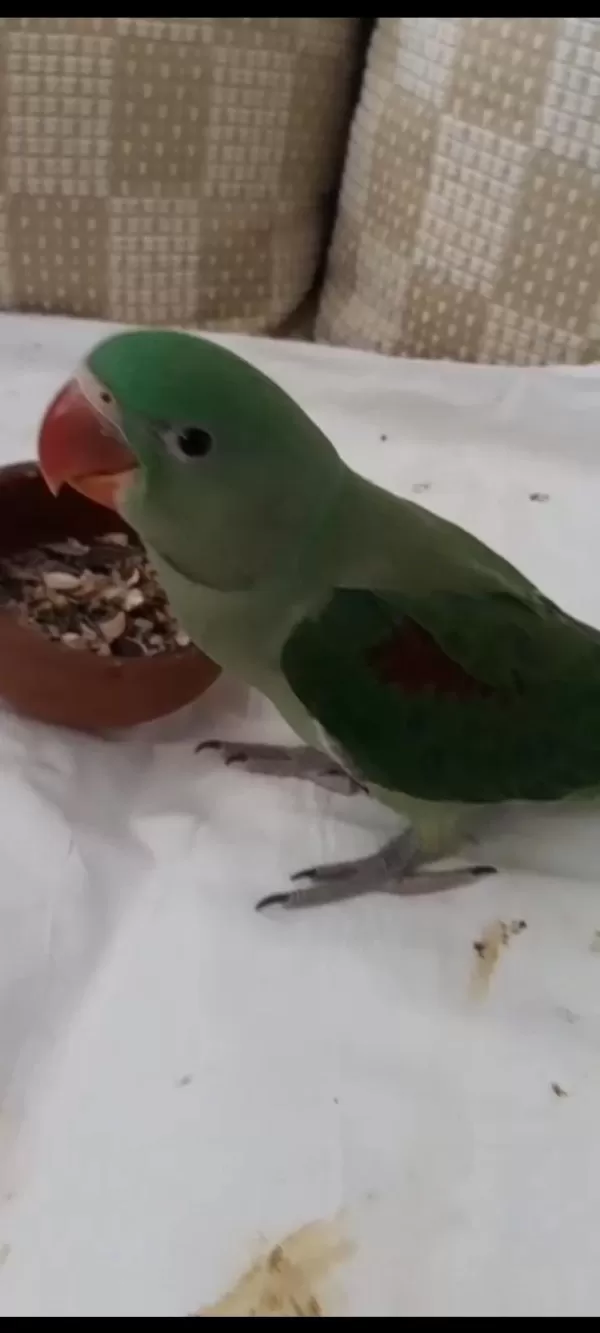 50 Günlük Jumbo Boy Erkek Alexander Elden Teslim