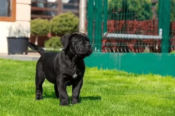 Ruhsatlı Köpek Çifliğinden Cane Corso Yavrular A Scrli
