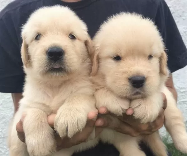 Akil Küpü Golden Retriever Yavrulari