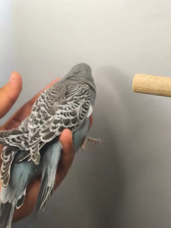 Jumbo Yavru Muhabbet Kuşları