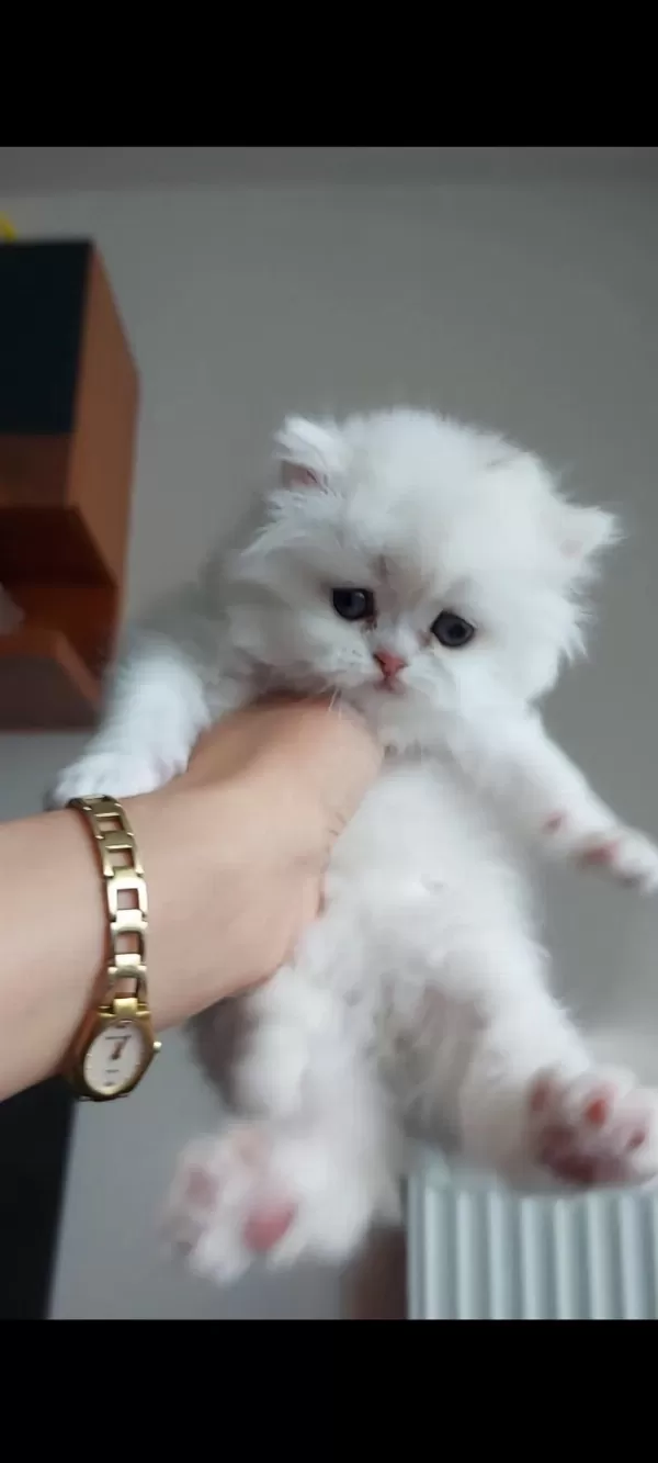 British Longhair Silver Erkek Yavrumuz