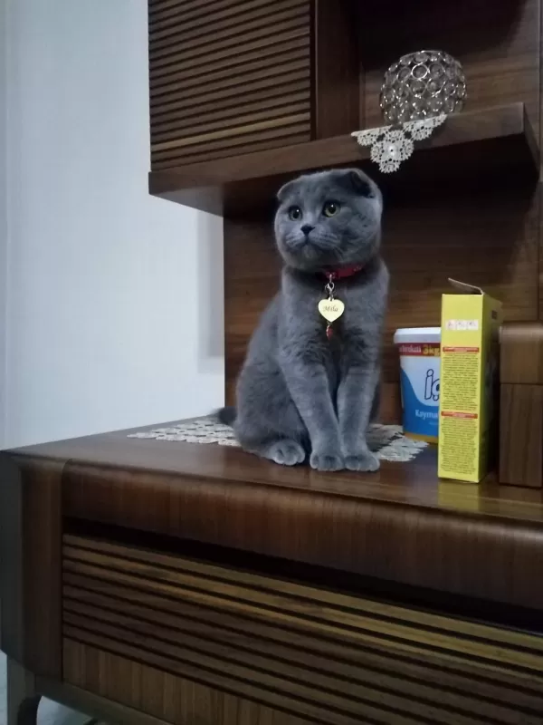 Scottish Fold Ve British Shorthair Blue Yavrular