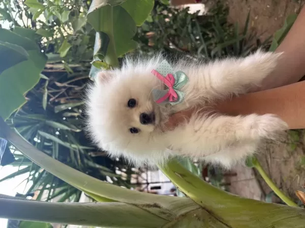 Dünyalar Tatlısı Dişi Pomeranian Boo