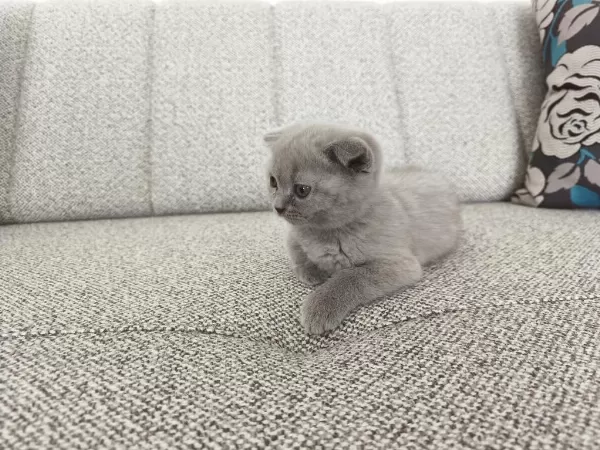 Erkek 50 Günlük Yavru Scottish Fold