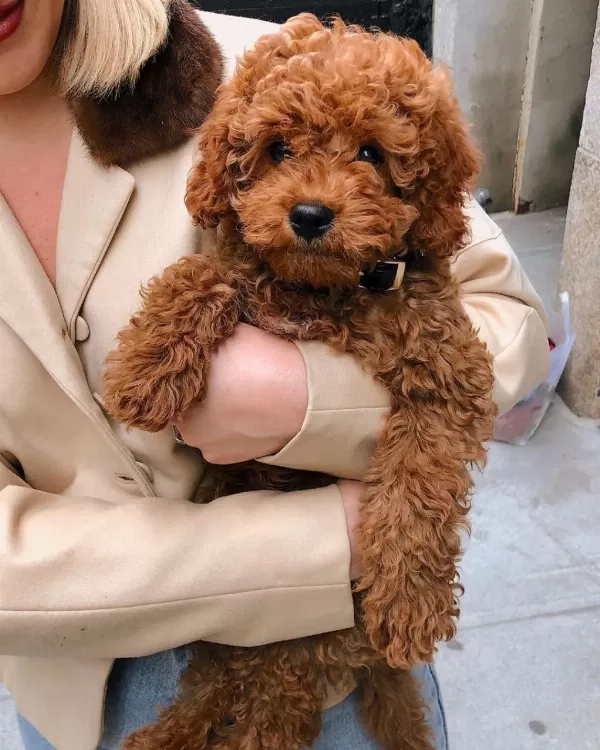 Toy Poodle Kore Kan Kg Garantili Bebek