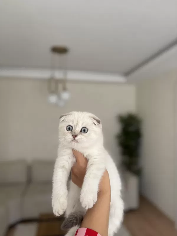 Scottish Fold Silver Yavrularim