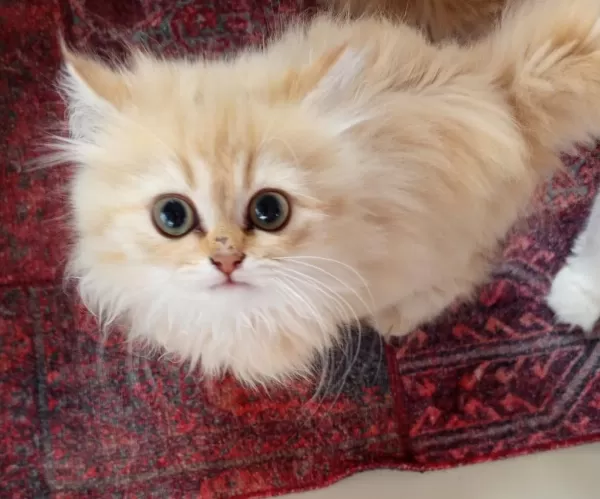 British Longhair Bebekler