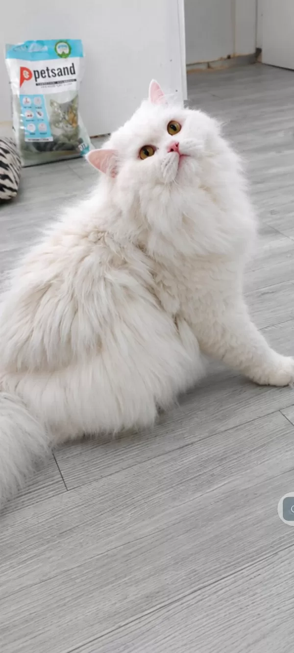 British Longhair 1 Yaşında