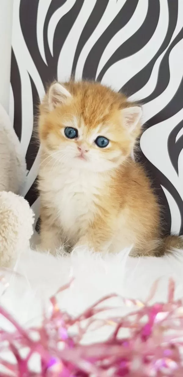 Ankarada Ziyarete Açık Ny12 Golden British Shorthair