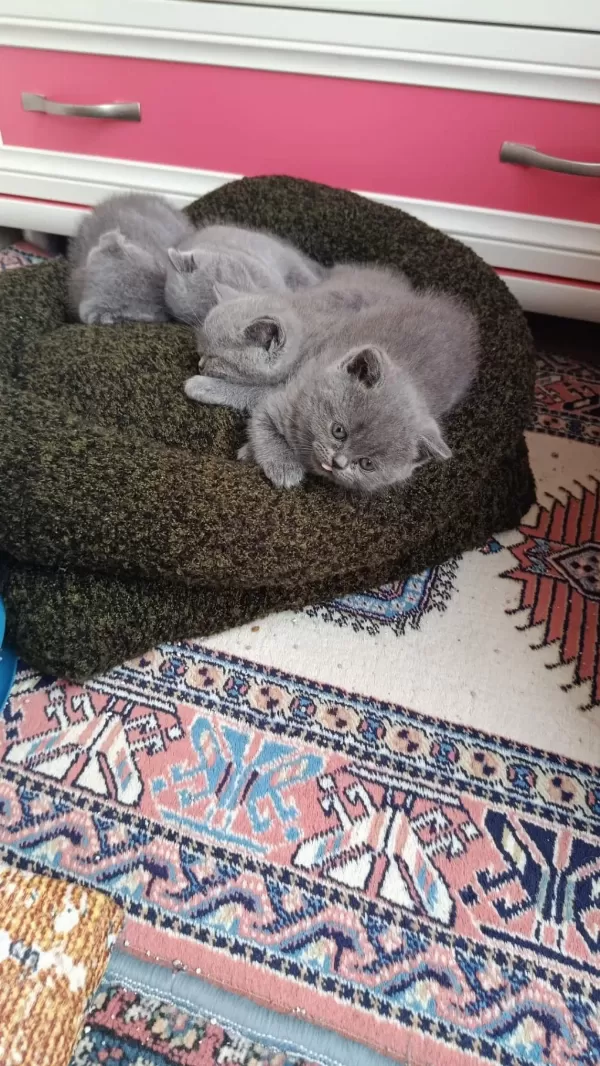 Scottish Fold Ve British Shorthair Blue Yavrular