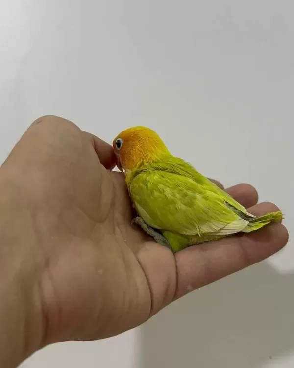El Besleme Yavru Cennet Papağanlar