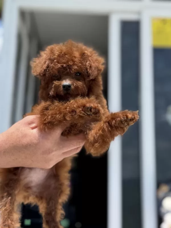 Petmode Köpek Çiftliğinde Ziyarete Açık Toy Poodle