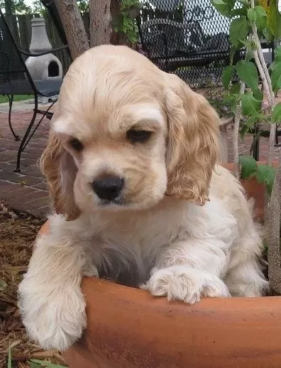 Amerikan Cocker Köpeklerimiz Gelip Görerek Alabilirsiniz