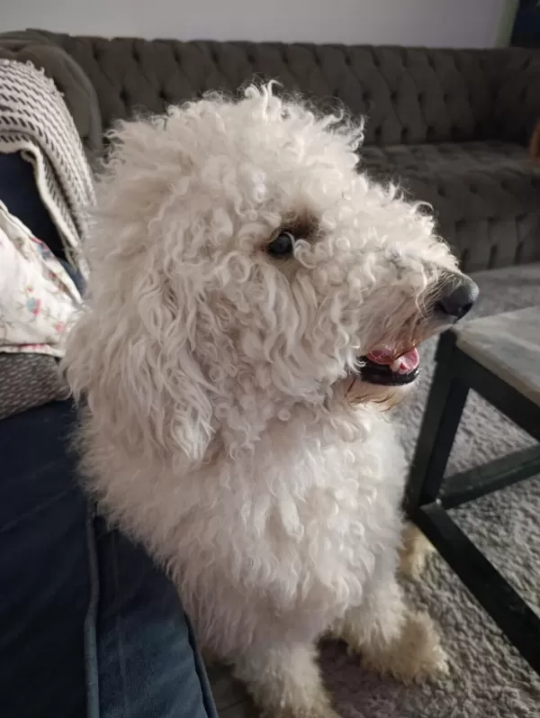 1 Yaşında Erkek Standart Poodle Ücretsiz