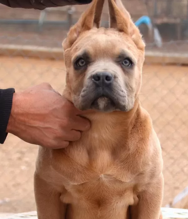 Fci-kif Secereli Federasyon Kayitli Safkan Cane Corso