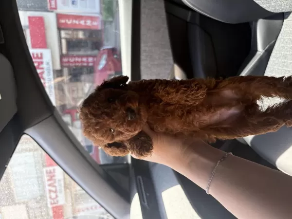 Red Toy Poodle Yavrularim