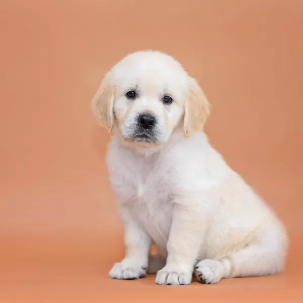 Golden Retriever Yavrular Canlı Görerek Alabilirsiniz