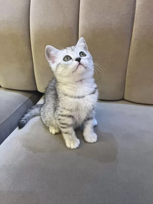 Scottish Straight Silver Tabby Dişi