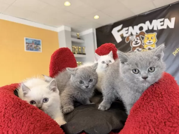 Top Kafa Scottish Fold Yavrulari Fenomen Pet Shop