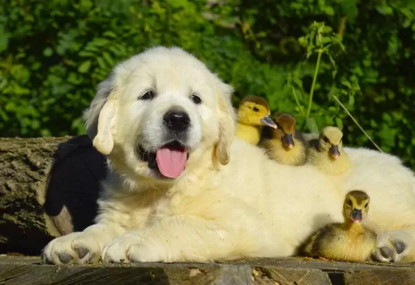 Golden Retriever Adrese Teslim Kapıda Ödeme Yapabilirsiniz