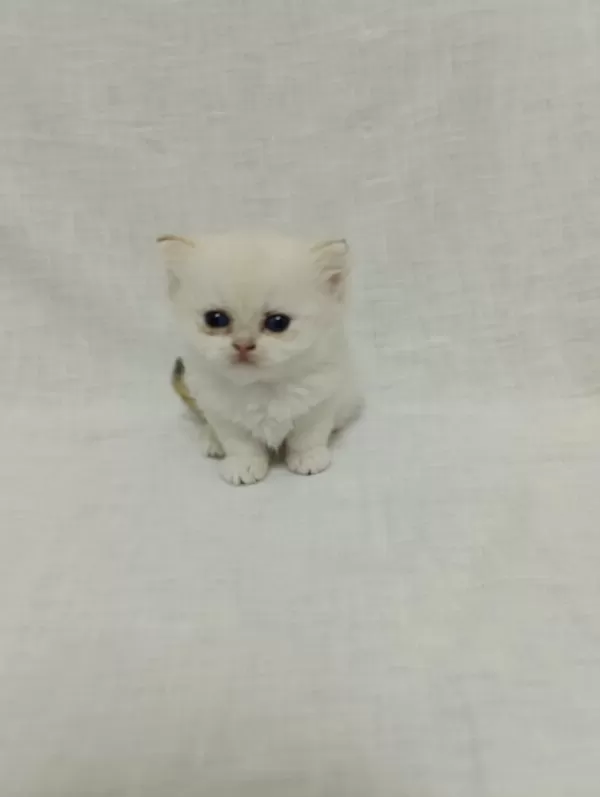 British Longhair Bebişlerimiz