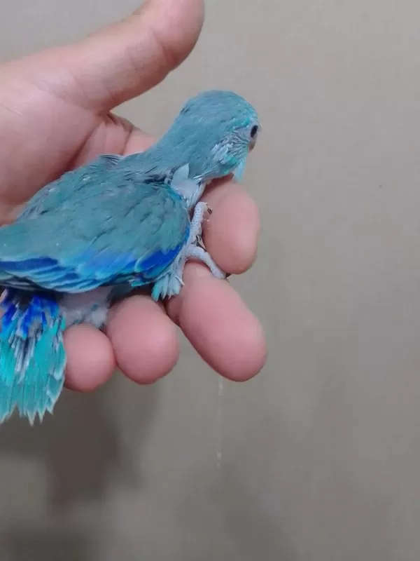 Erkek Bebek Forpus Cep Papağanı