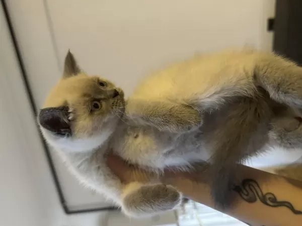 Blue Point British Shorthair Bebekler